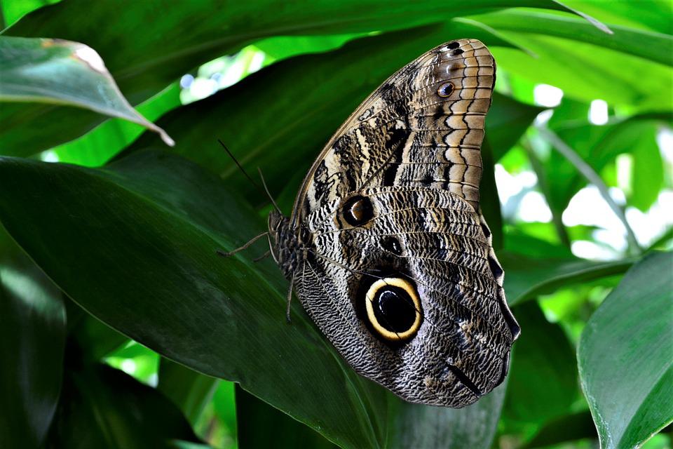 Butterfly on leaf